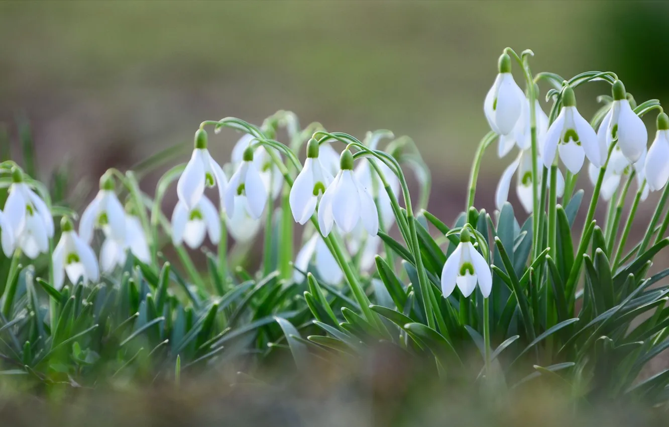 Photo wallpaper spring, snowdrops, a lot