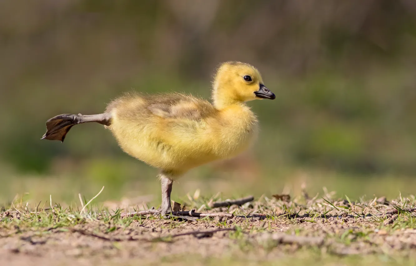 Photo wallpaper pose, bird, Chicks, geese, the goslings
