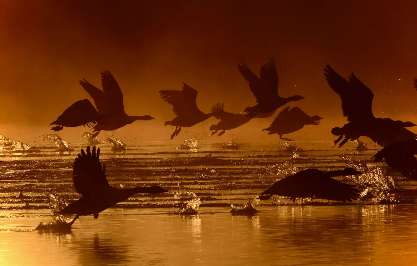 Photo wallpaper water, birds, the rise