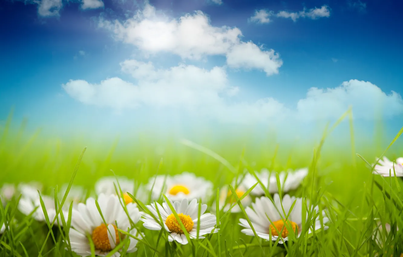 Photo wallpaper grass, clouds, chamomile, meadow