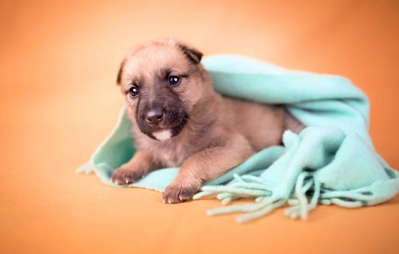 Photo wallpaper look, orange, background, dog, blur, small, scarf, baby