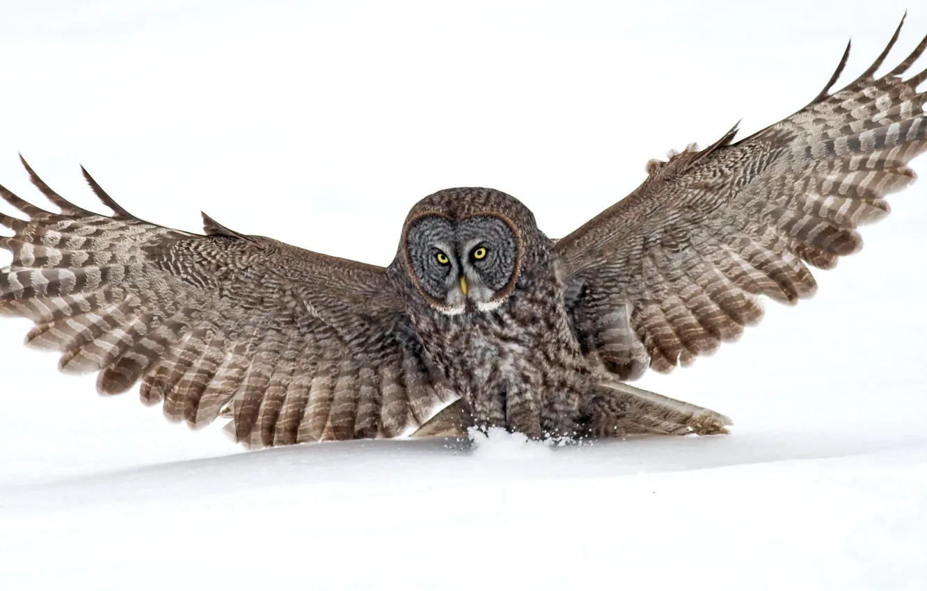 Photo wallpaper nature, background, owl