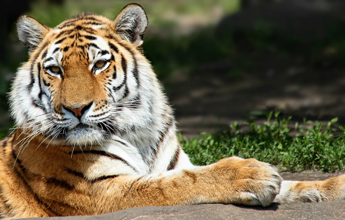 Photo wallpaper tiger, animal, wild life