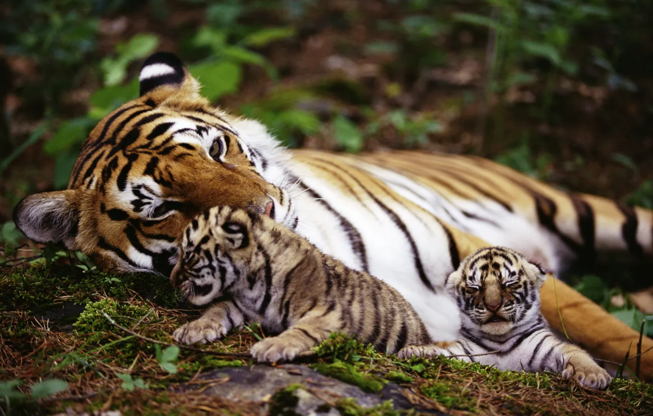 Photo wallpaper animals, tiger, Wallpaper, the cubs