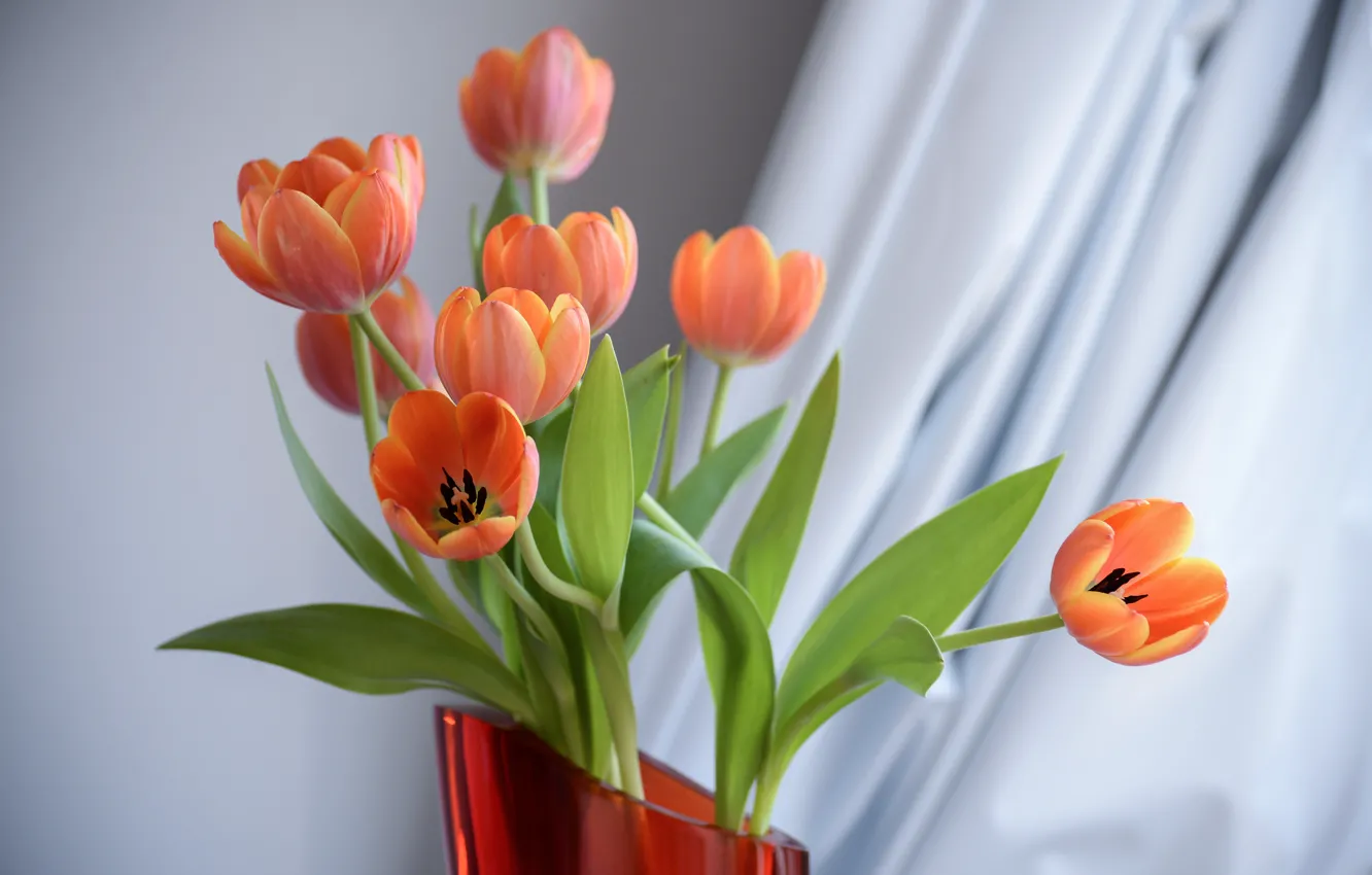 Photo wallpaper bouquet, tulips, vase