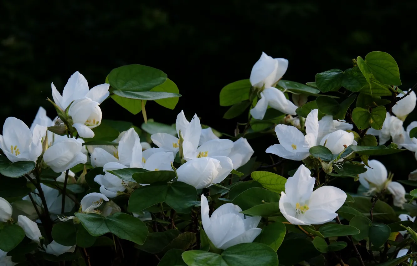 Photo wallpaper flowers, white, flowering