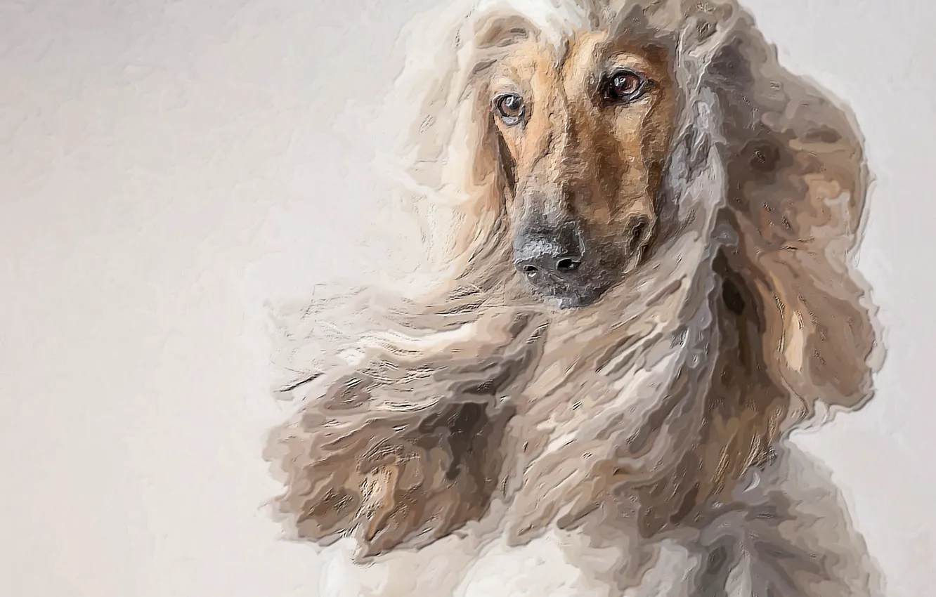 Photo wallpaper animal, photoshop, dog, picture, painting