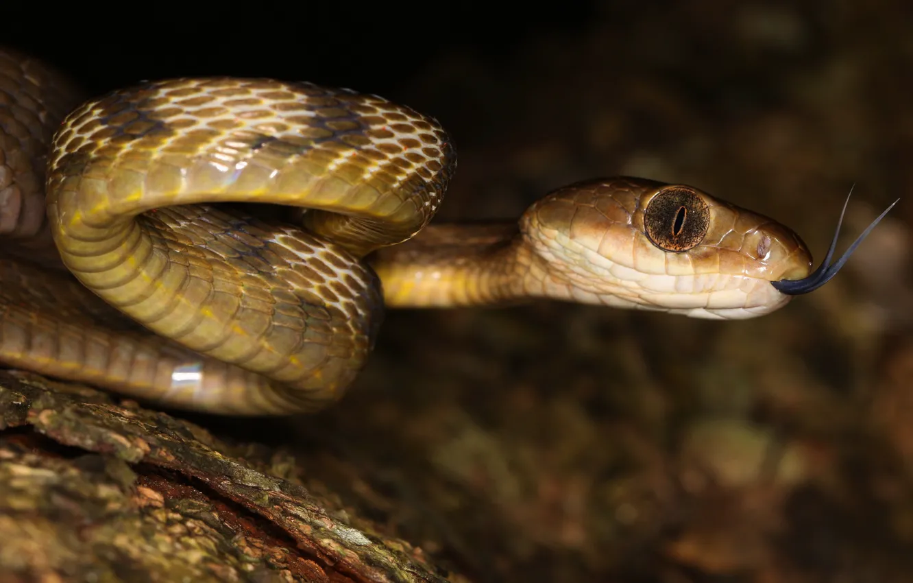 Photo wallpaper language, eyes, look, night, the dark background, portrait, snake, scales