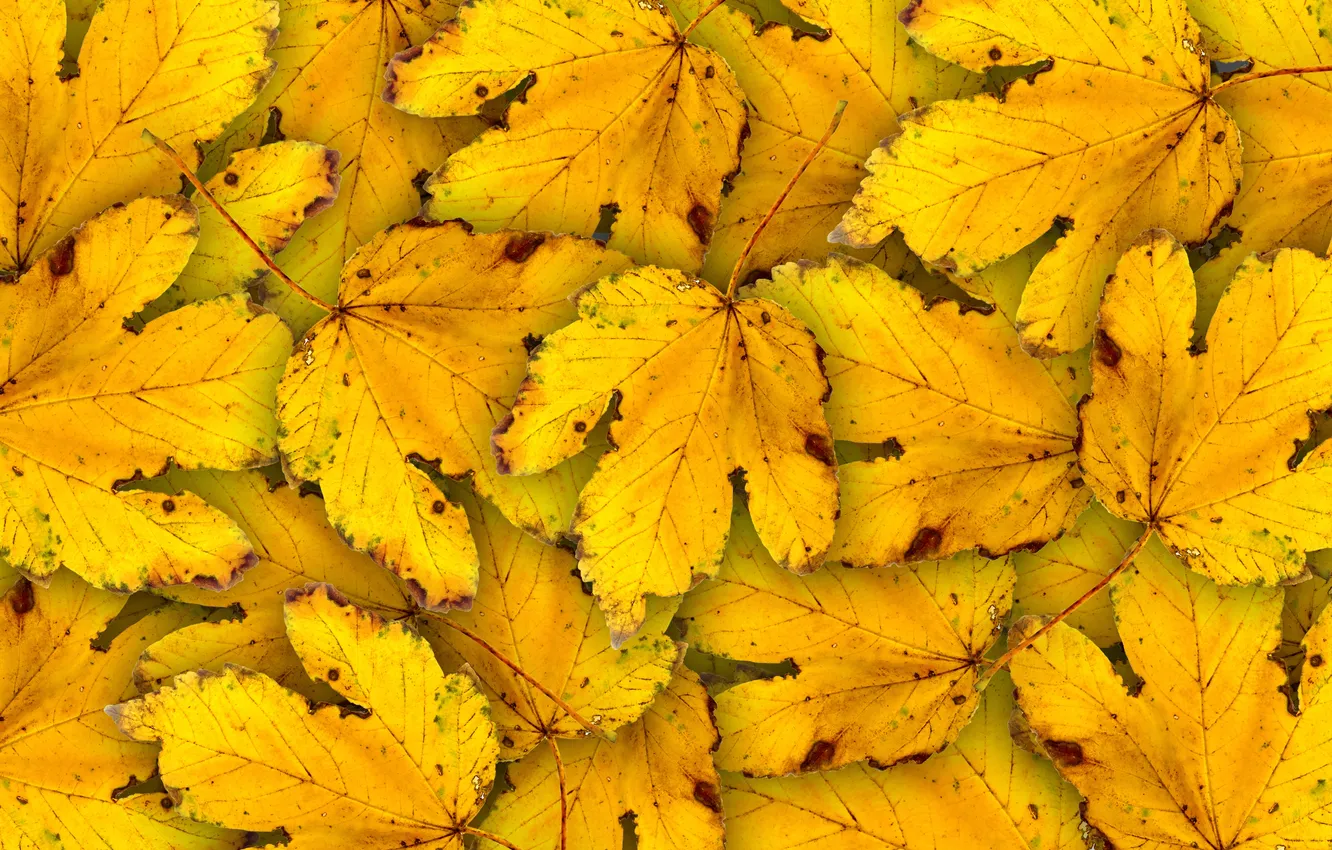 Photo wallpaper autumn, leaves, yellow, autumn