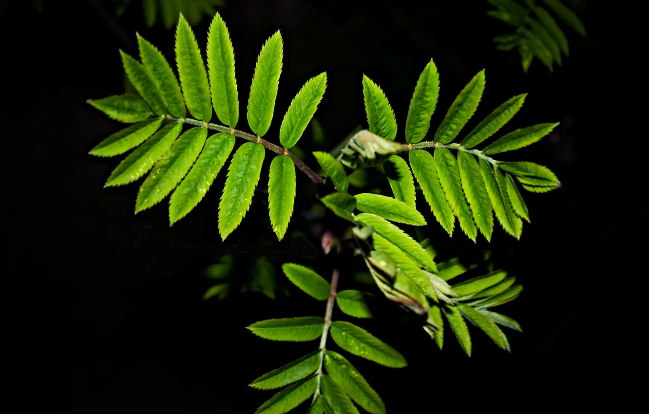 Photo wallpaper leaves, drops, green, black