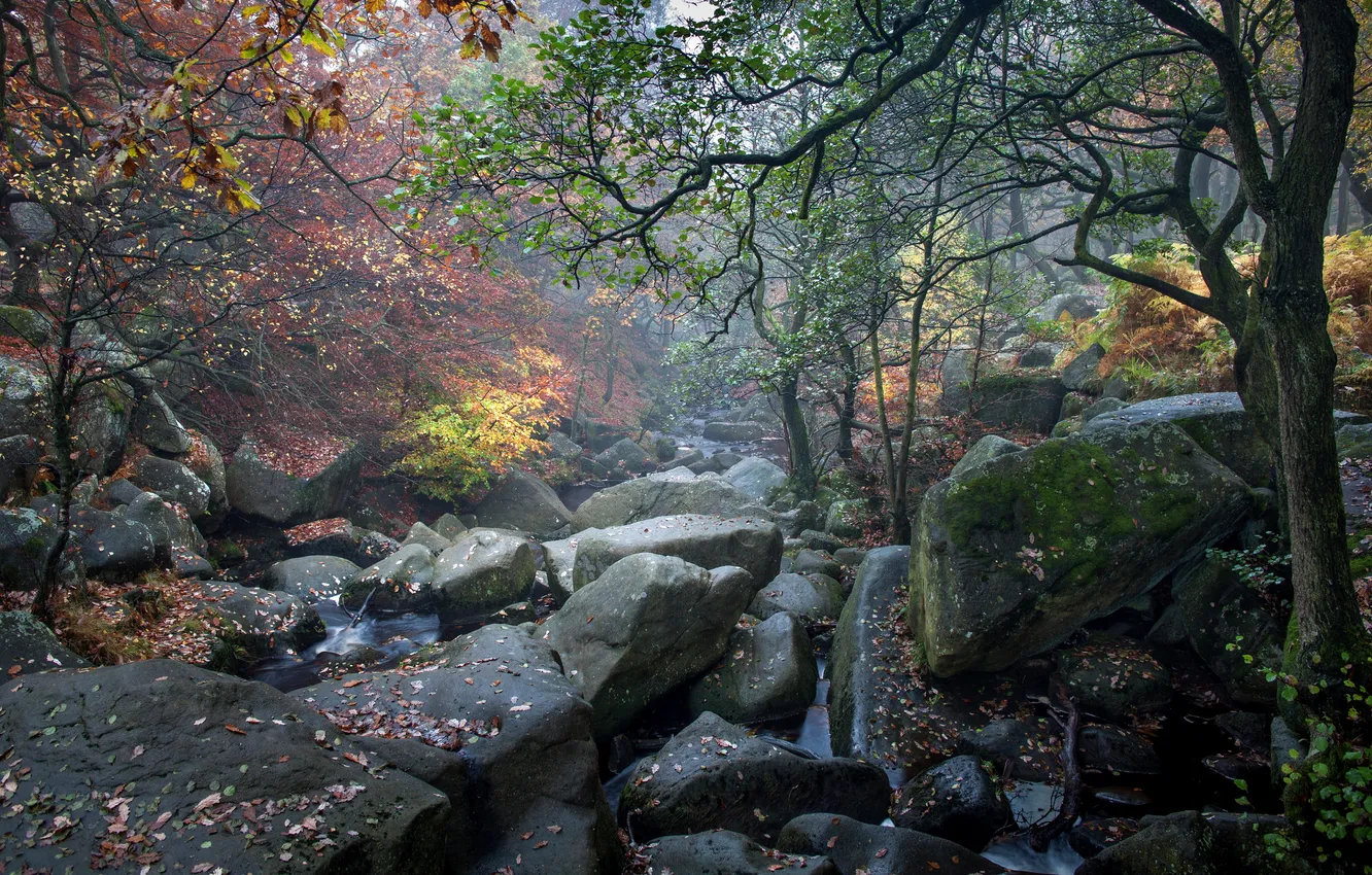 Photo wallpaper autumn, forest, leaves, trees, stream, stones, moss, UK