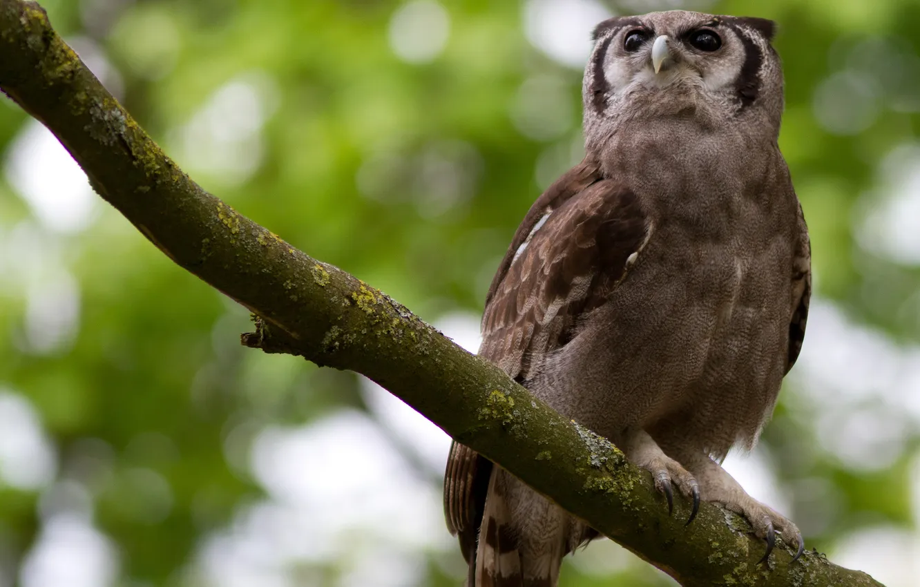 Photo wallpaper look, branches, owl, sitting