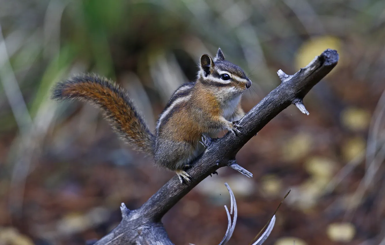 Photo wallpaper branches, Chipmunk, rodent, chipmunk