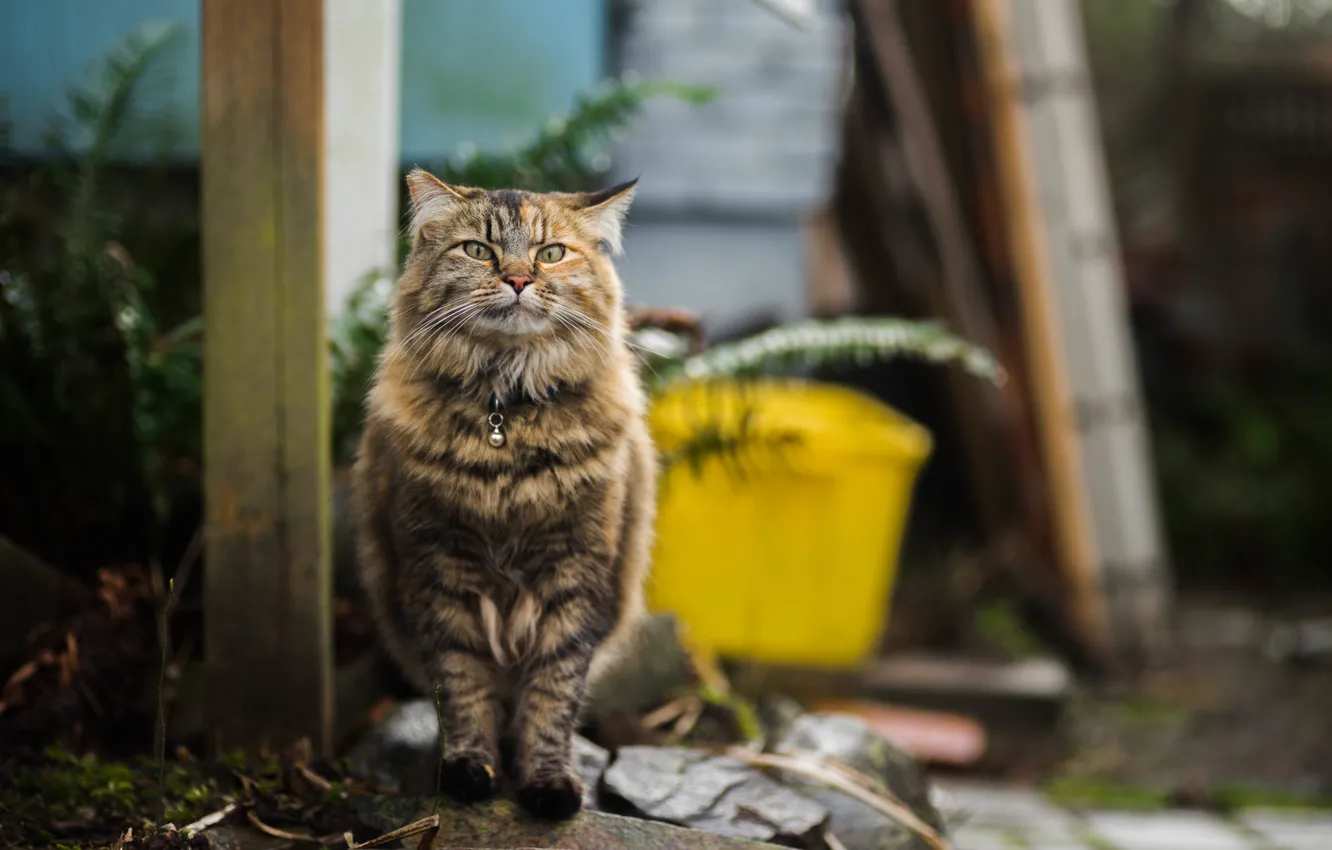 Photo wallpaper cat, fluffy, walk