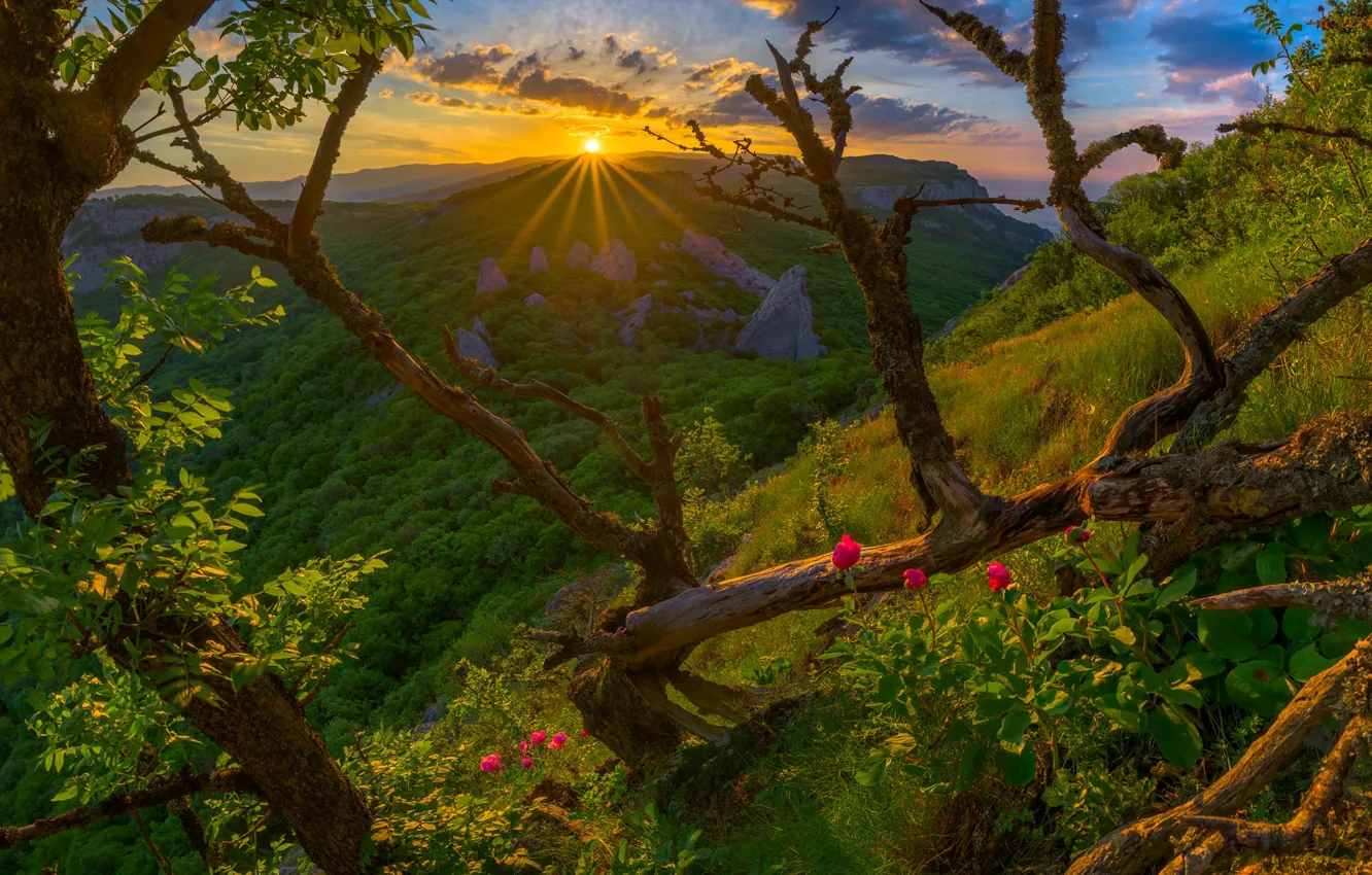 Photo wallpaper forest, trees, sunset, flowers, mountains, Russia, Crimea, The Crimean mountains