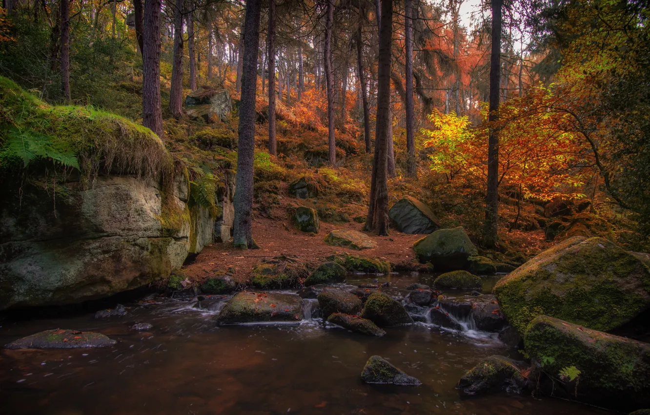 Photo wallpaper autumn, forest, pond, shore, foliage, pond