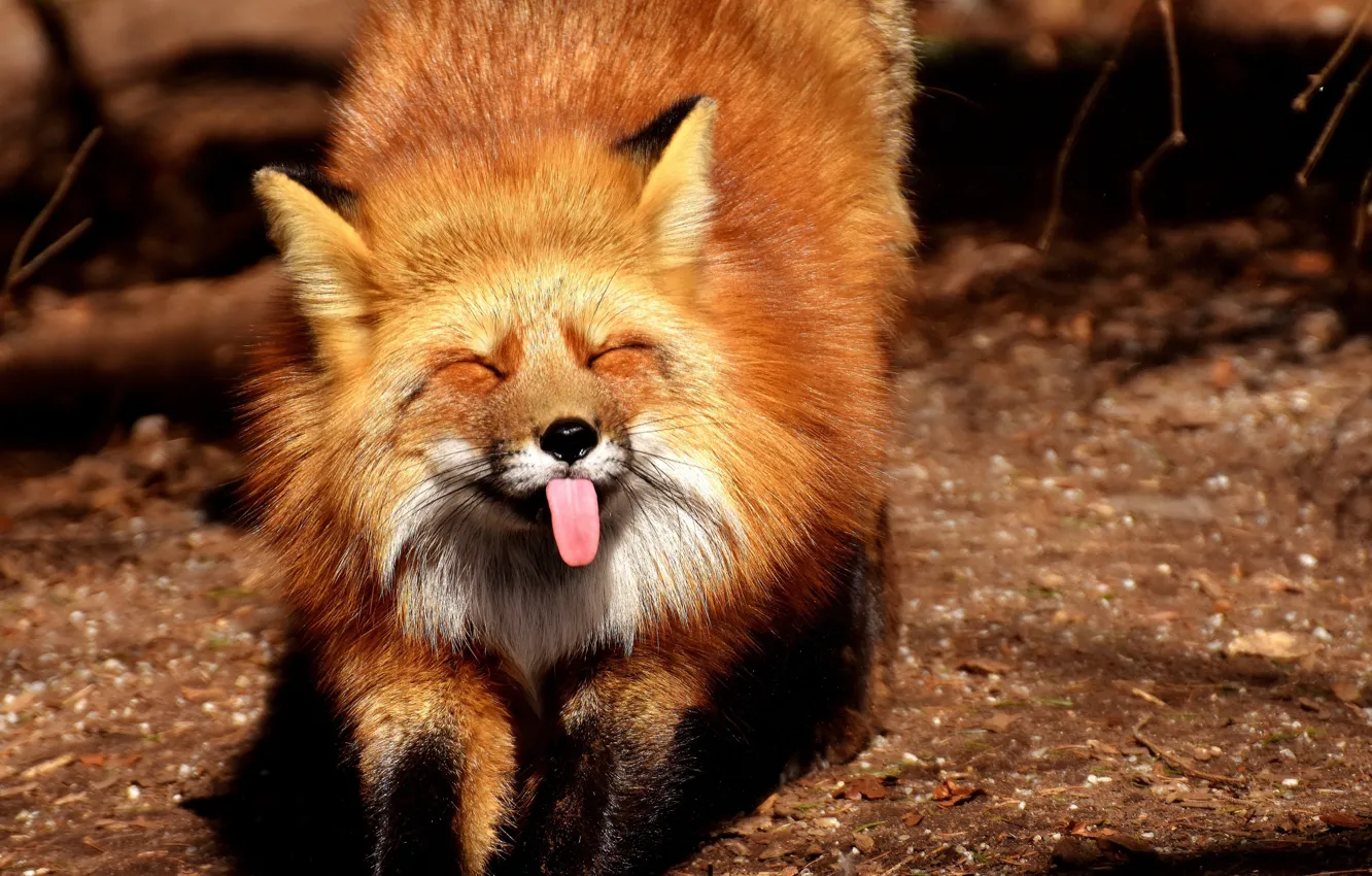 Photo wallpaper Fox, fox, funny, stretching, funny, shows language