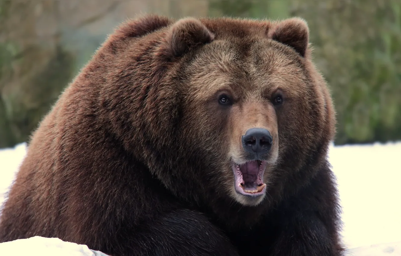 Photo wallpaper bear, large, grizzly, roar