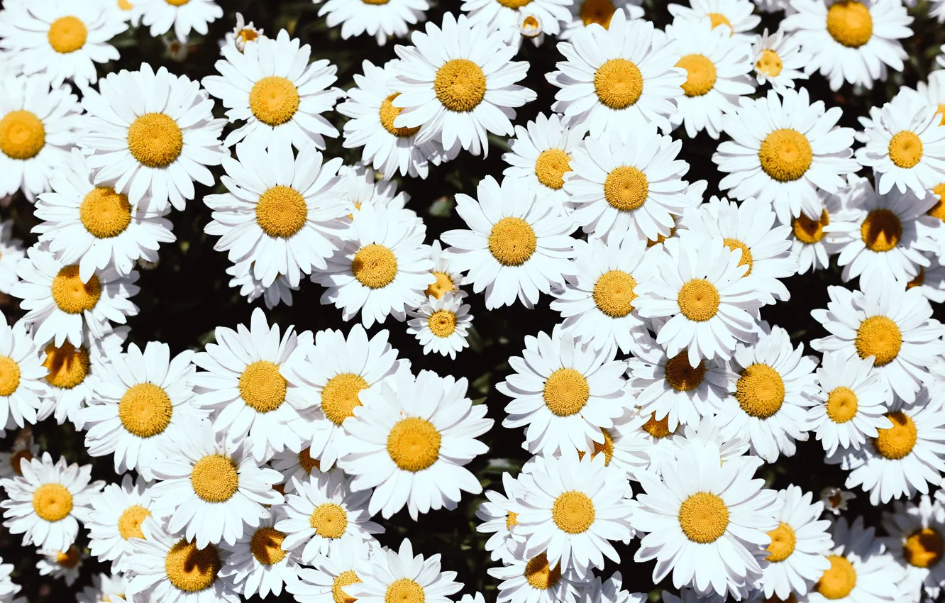 Photo wallpaper flowers, background, chamomile, petals, Daisy, white, floral background