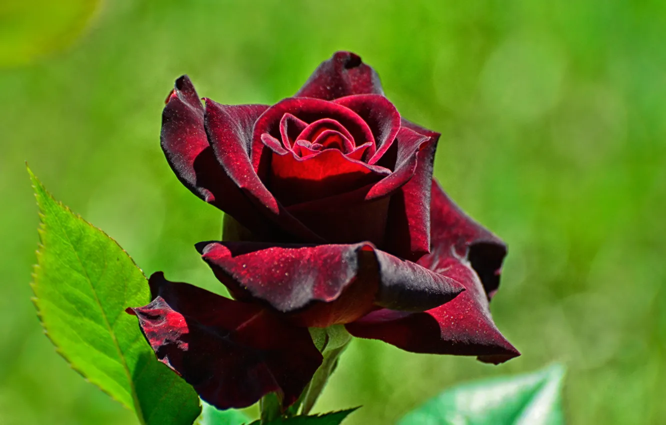 Photo wallpaper macro, roses, petals, buds, velvet