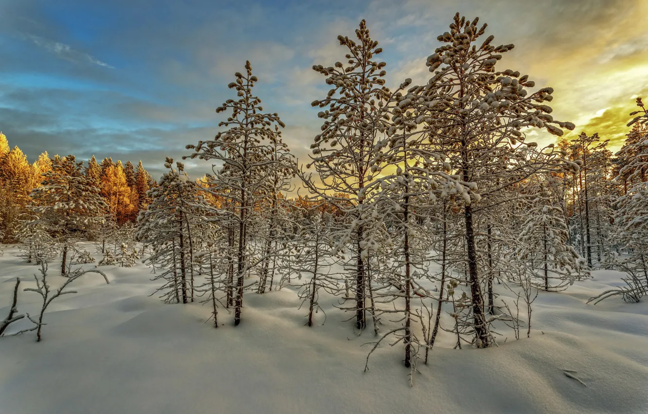 Photo wallpaper forest, snow, trees, the snow