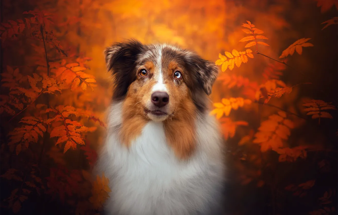 Photo wallpaper autumn, each, dog