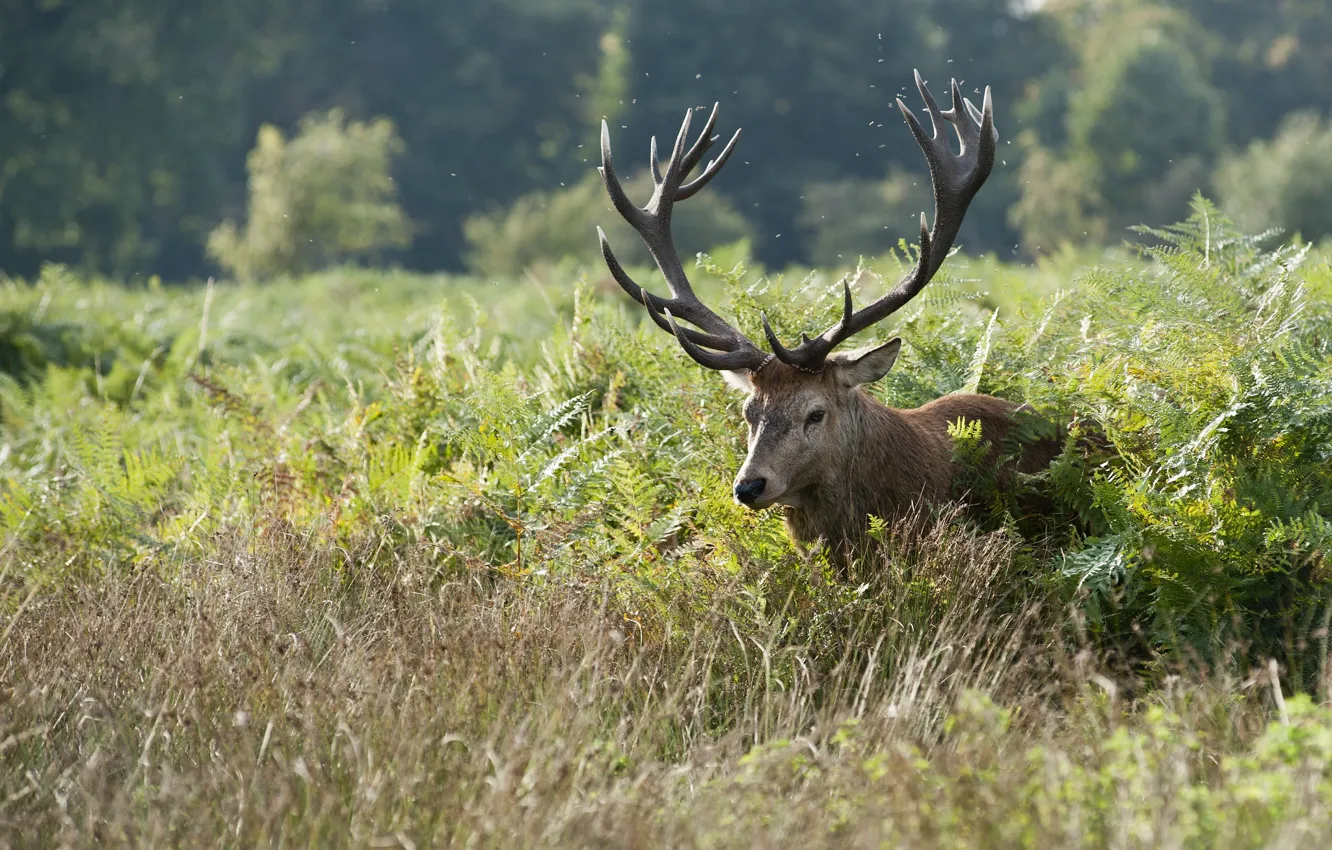 Photo wallpaper field, grass, thickets, glade, deer, fern, Midge