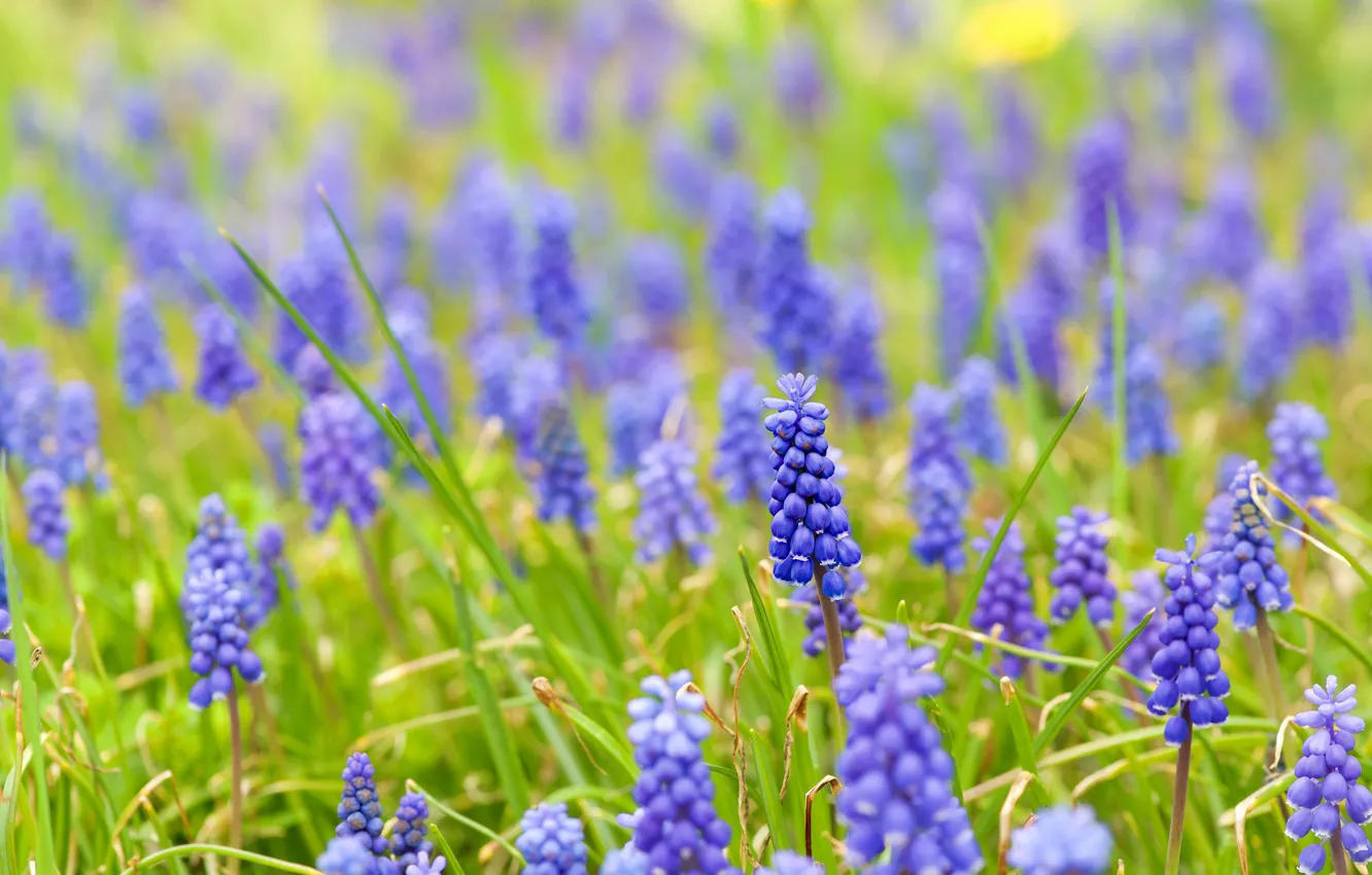 Photo wallpaper greens, flowers, glade, spring, blue, a lot, lilac, bokeh
