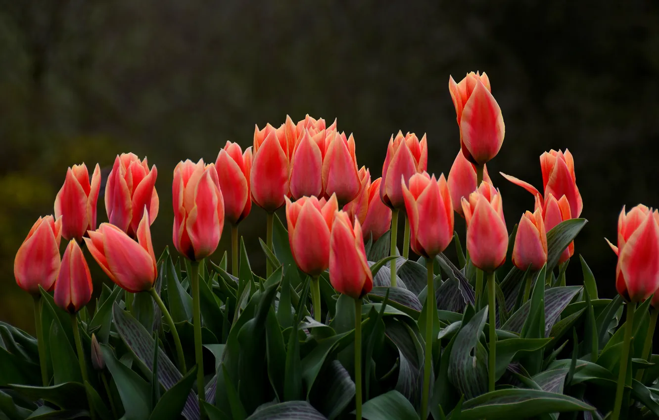 Photo wallpaper flowers, red, the dark background, spring, tulips, buds, flowerbed
