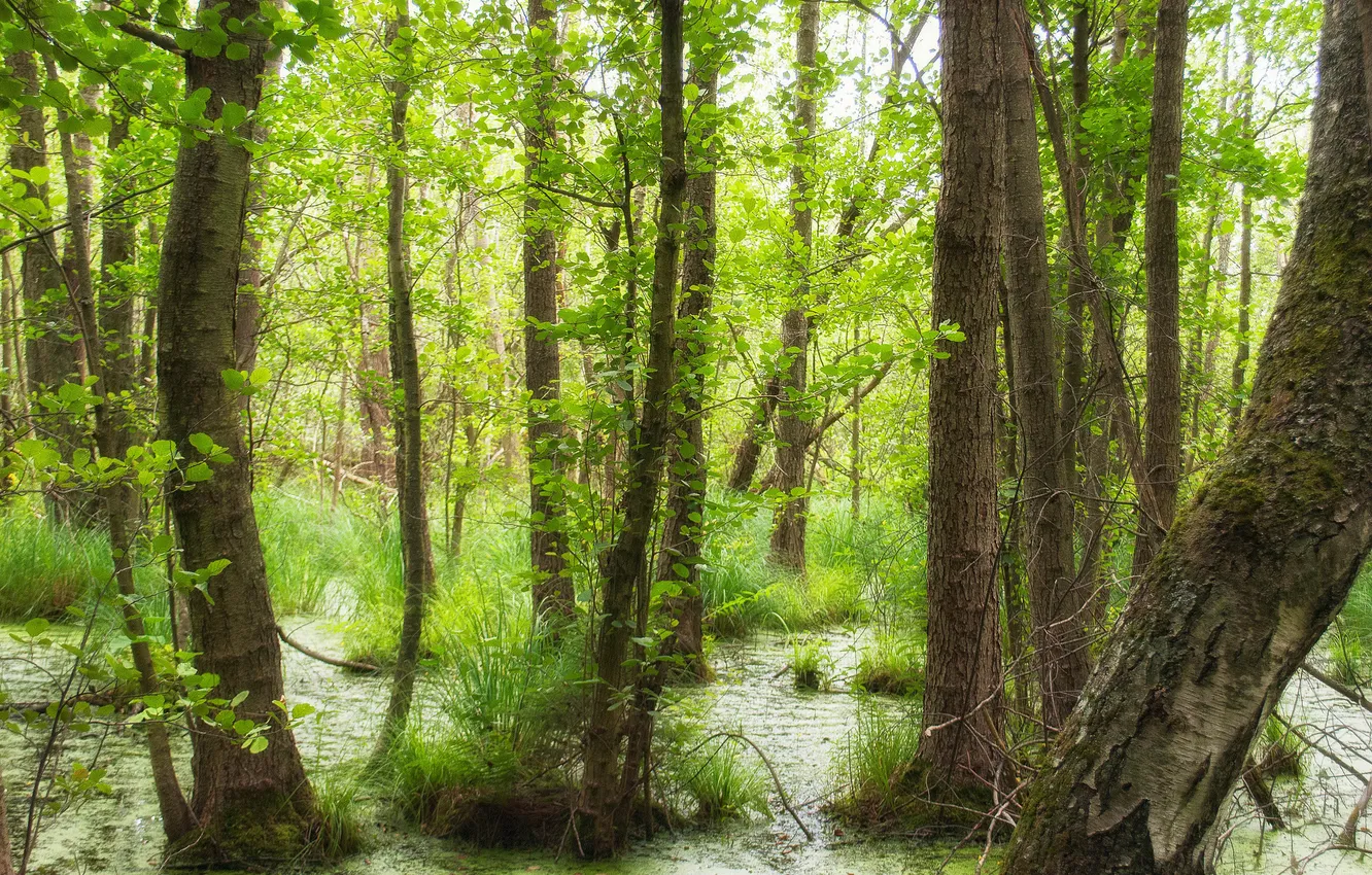 Photo wallpaper greens, forest, grass, leaves, water, spring, young