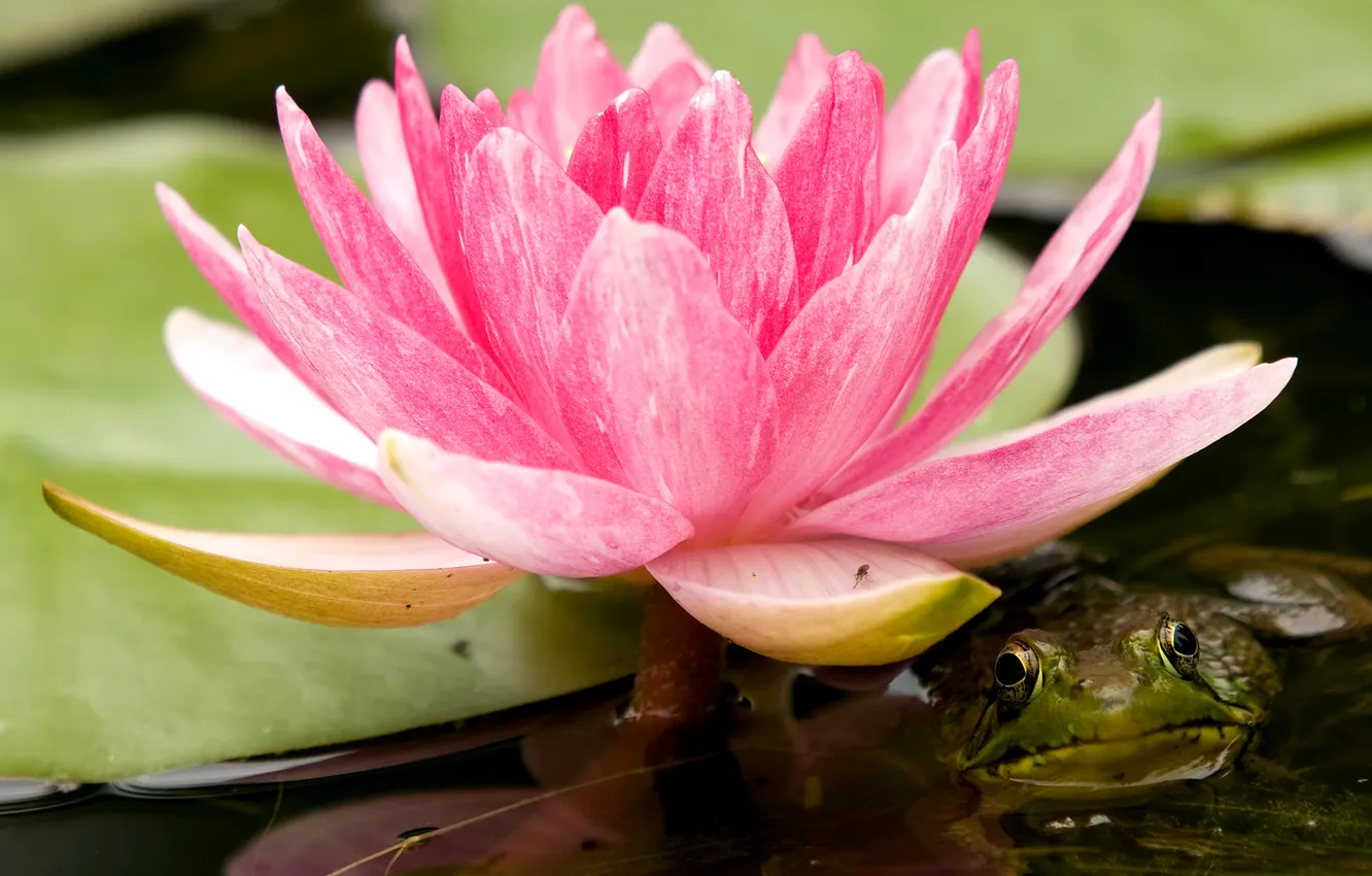 Photo wallpaper flower, look, face, frog, Lotus, pond