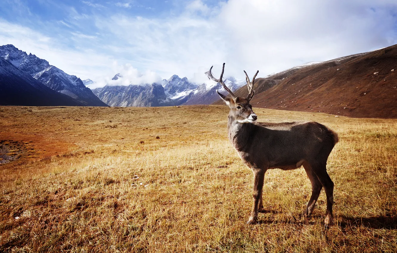 Photo wallpaper grass, mountains, deer, horns, Dry