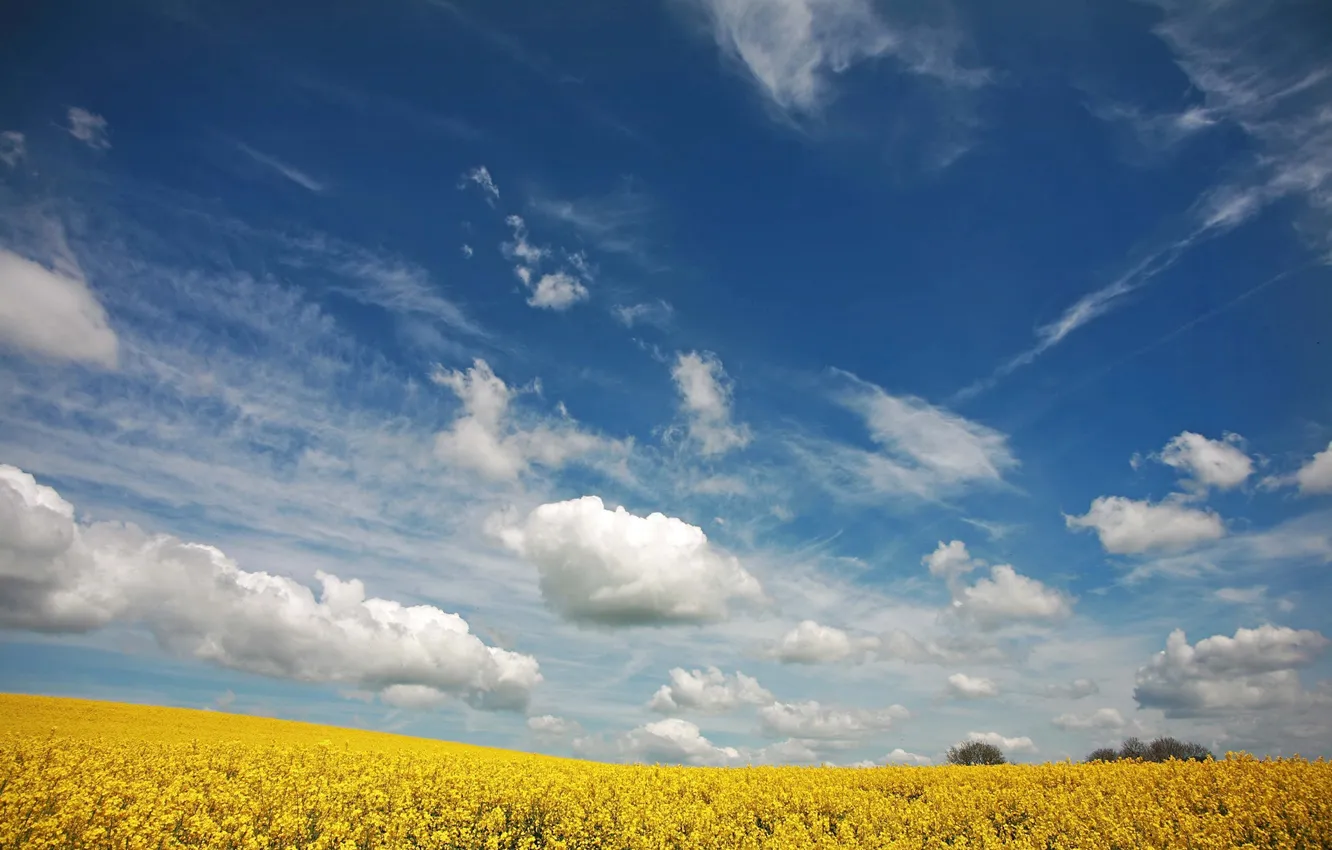 Photo wallpaper field, summer, the sky, color, clouds, flowers, nature, background