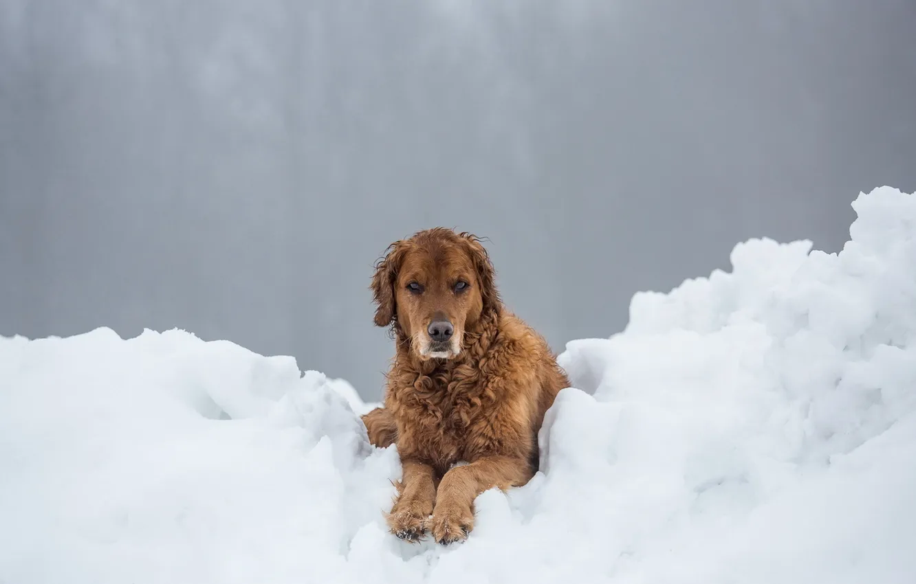 Photo wallpaper winter, look, snow, each, dog
