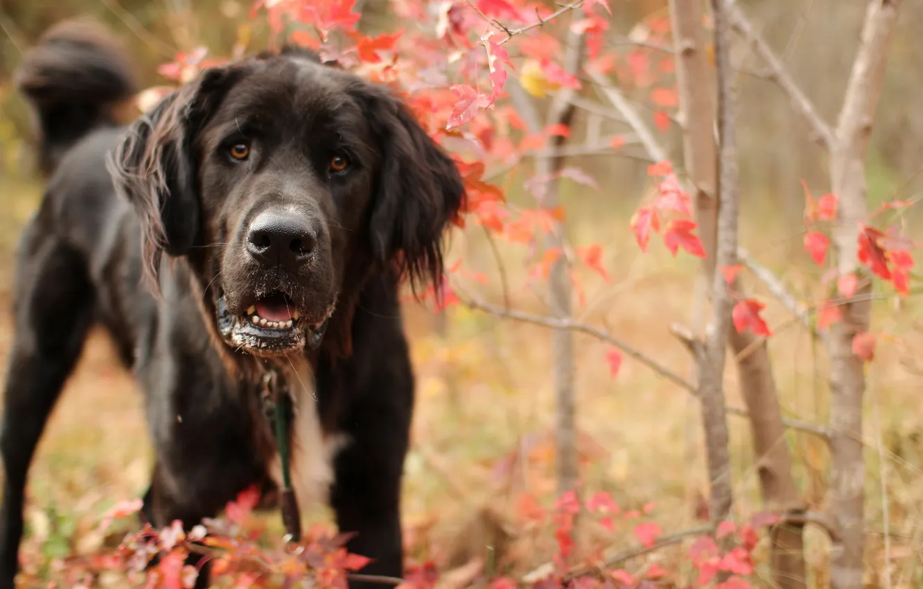 Photo wallpaper look, nature, dog