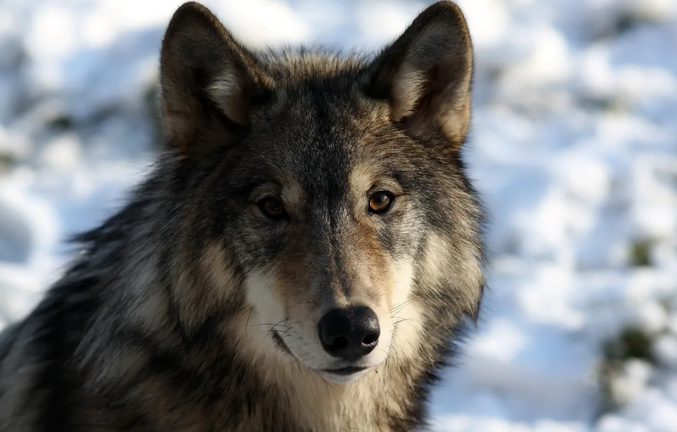 Photo wallpaper face, wolf, portrait, predator