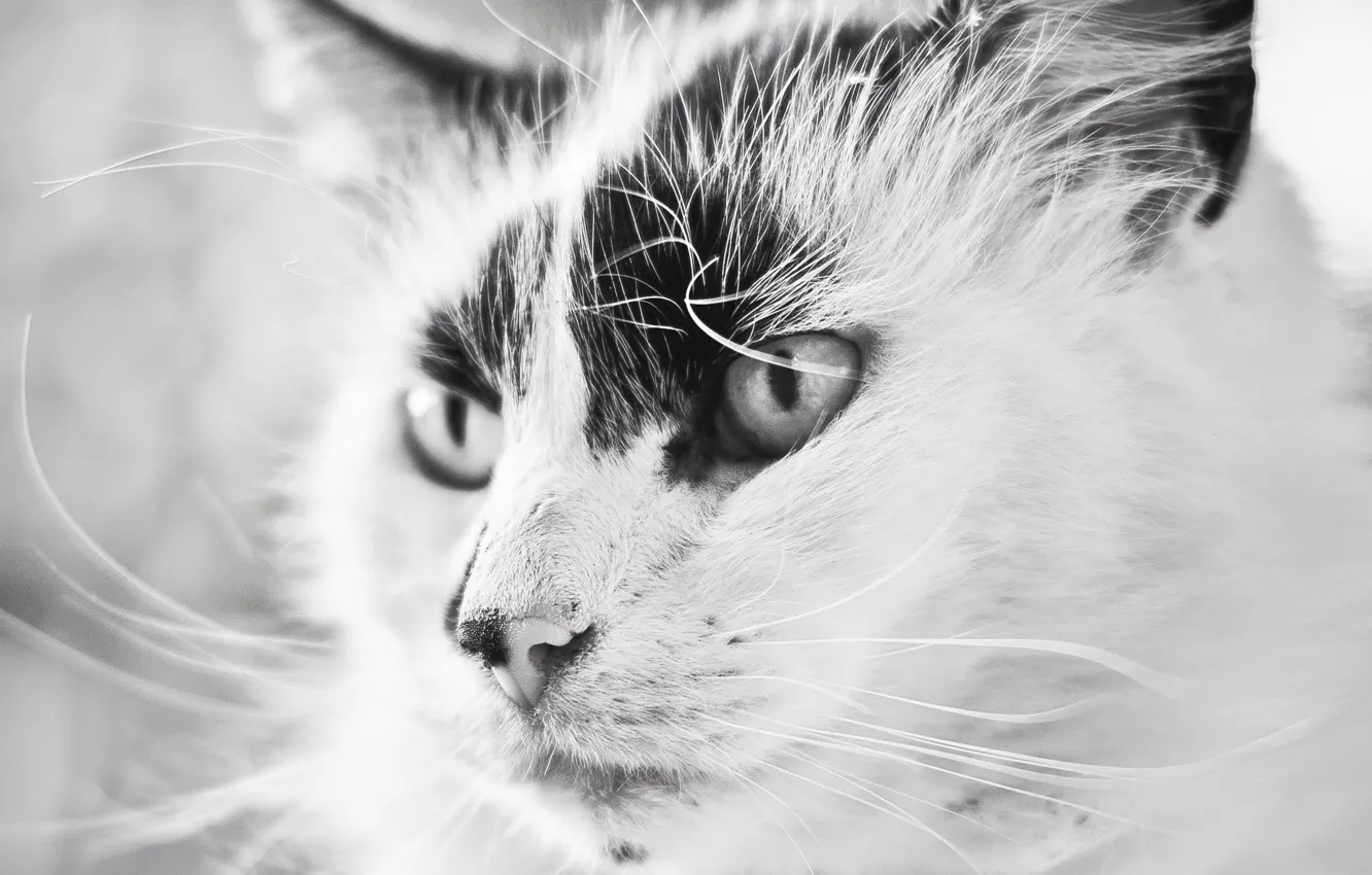 Photo wallpaper black and white, cat, beautiful