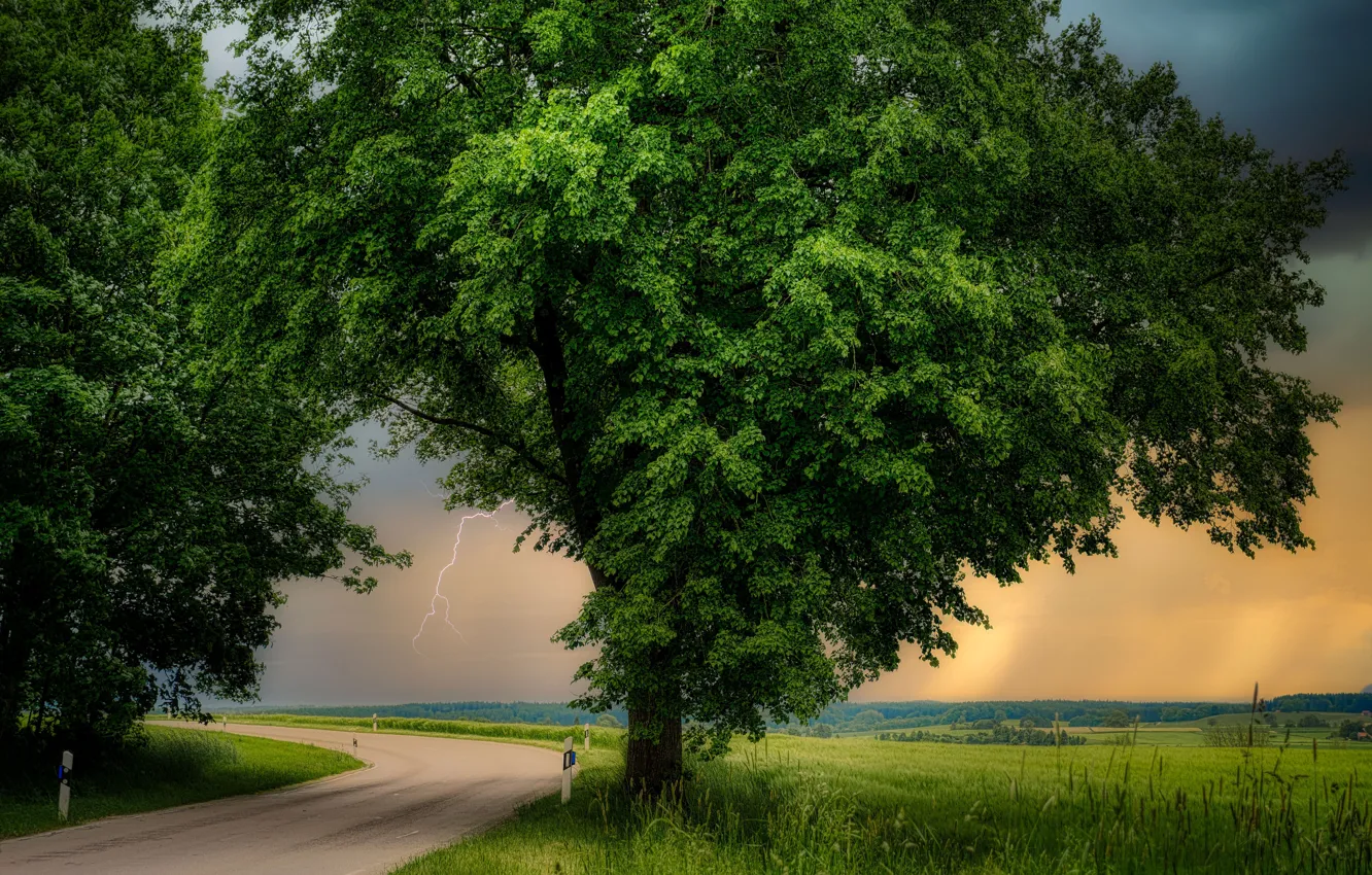 Photo wallpaper road, the storm, field, trees, branch, foliage, lightning, crown