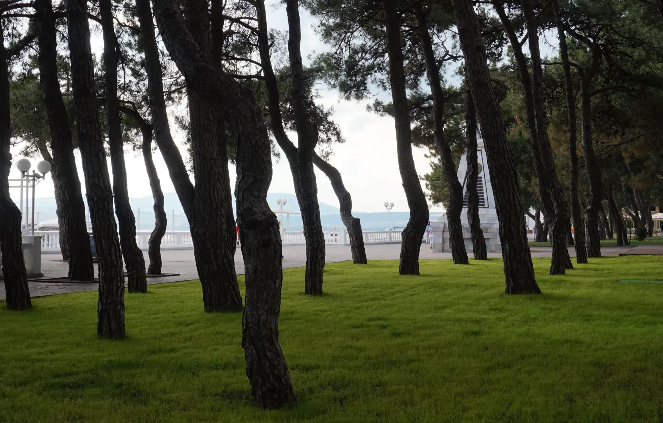 Photo wallpaper trees, promenade, Gelendzhik
