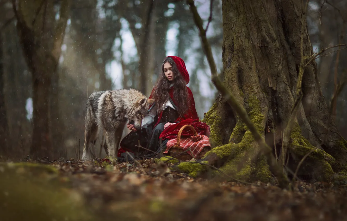 Photo wallpaper forest, girl, wolf, tale, dog, little red riding hood, girl, image