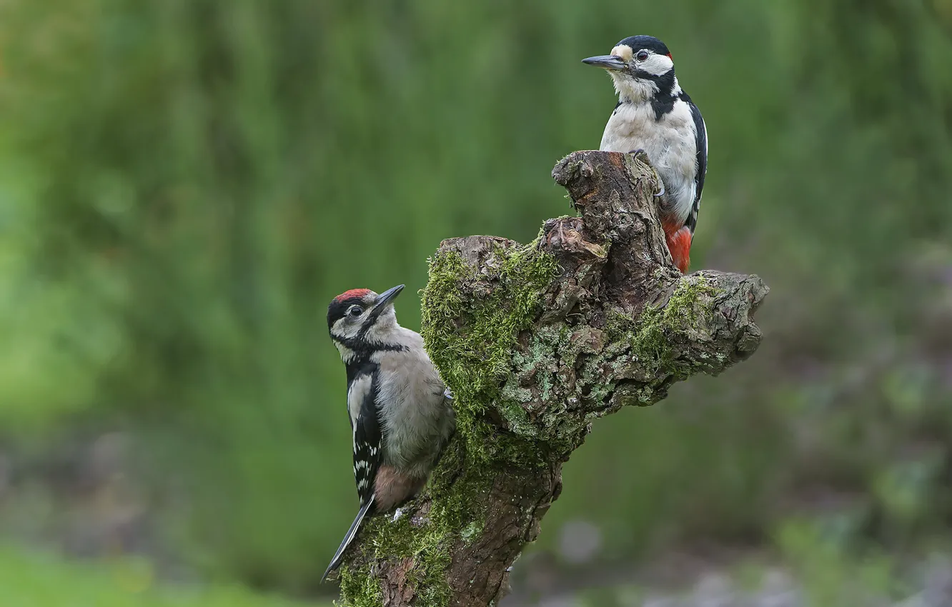 Photo wallpaper birds, woodpecker, snag, a couple, woodpeckers