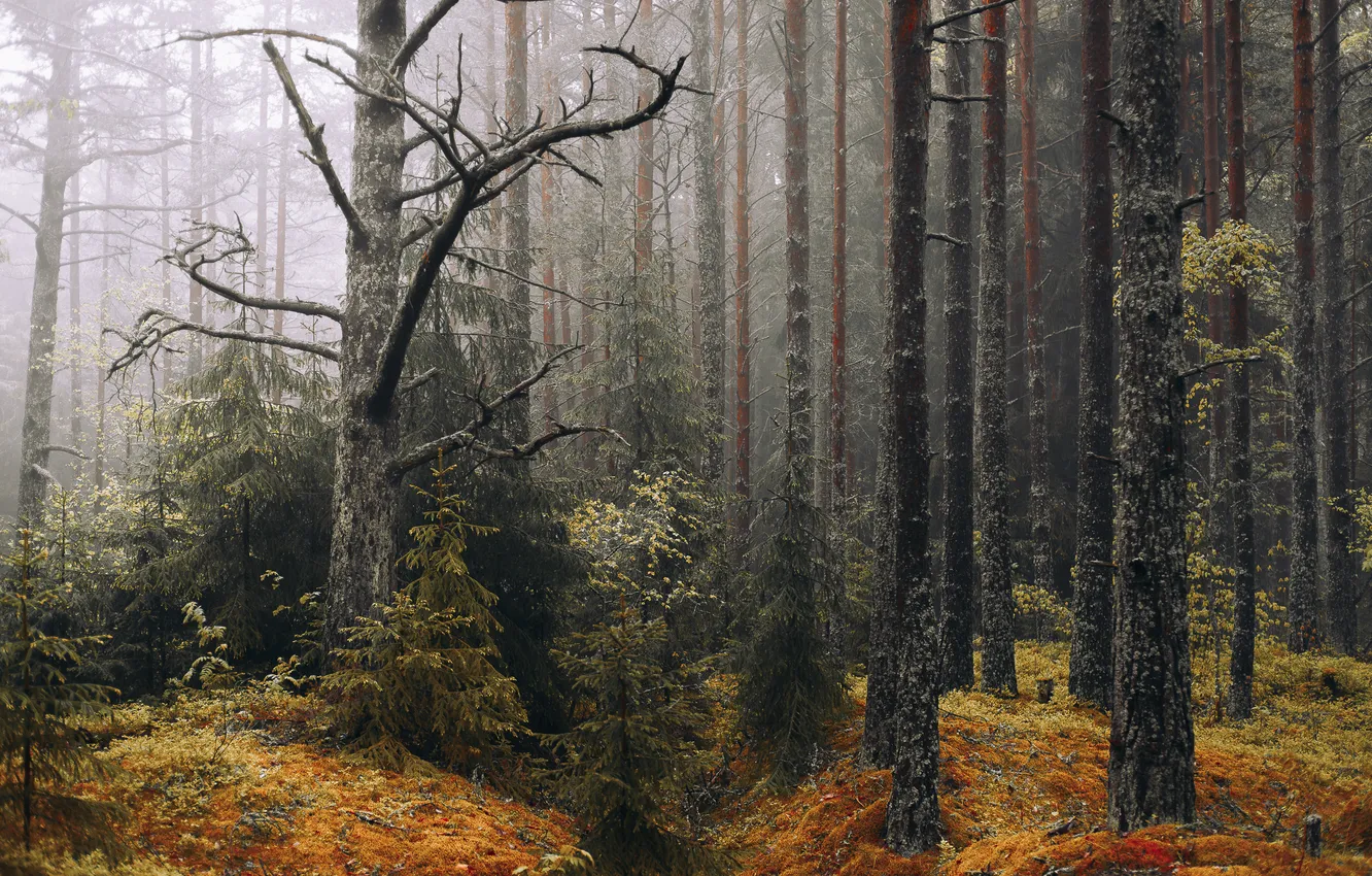 Photo wallpaper forest, autumn, fog