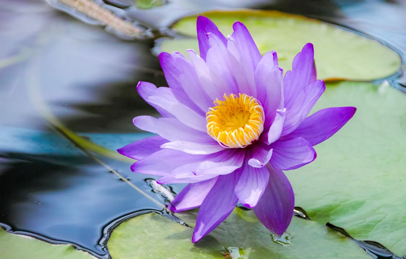 Photo wallpaper leaves, water, Blue Lotus, Water Lily blue, Water Lily