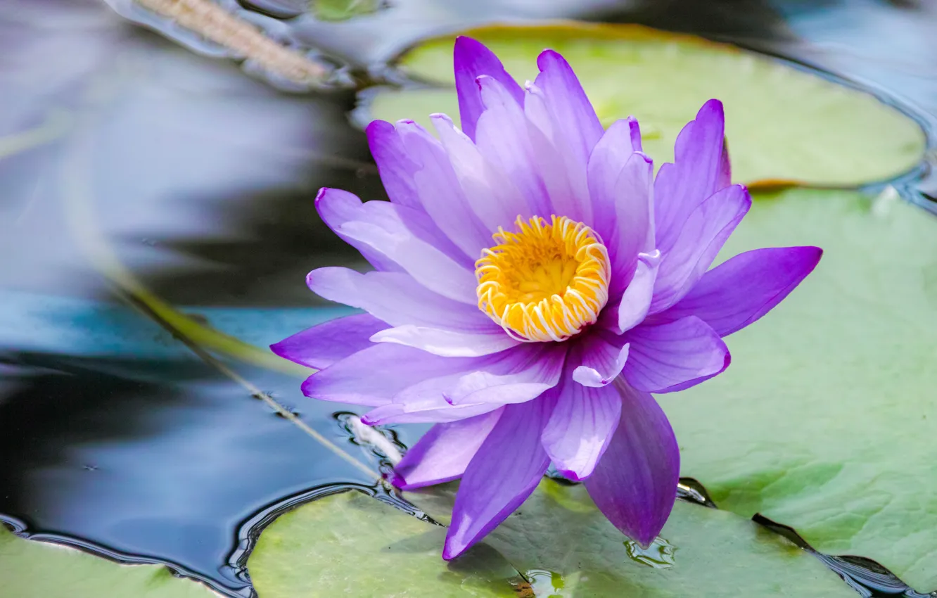 Photo wallpaper leaves, water, water Lily, Blue Lotus, Water Lily blue