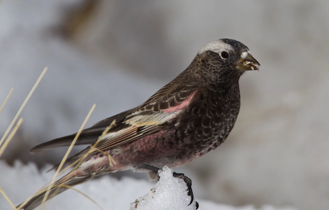 Photo wallpaper bird, beak, tail, black mountain reel