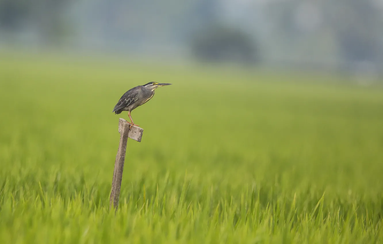 Photo wallpaper grass, grass, Heron, Heron, perch Heron, heron's perch