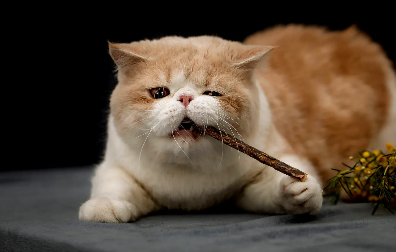 Photo wallpaper cat, cat, pose, sticks, mouth, fabric, lies, red