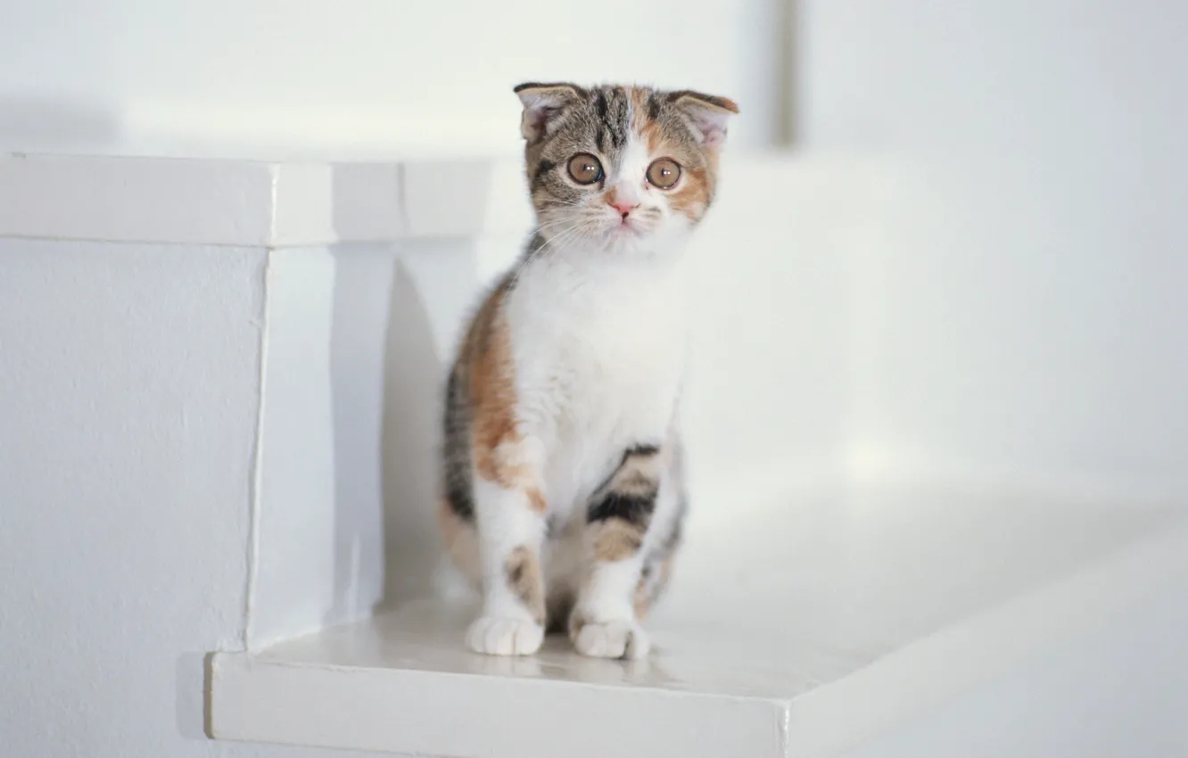 Photo wallpaper white, kitty, ladder