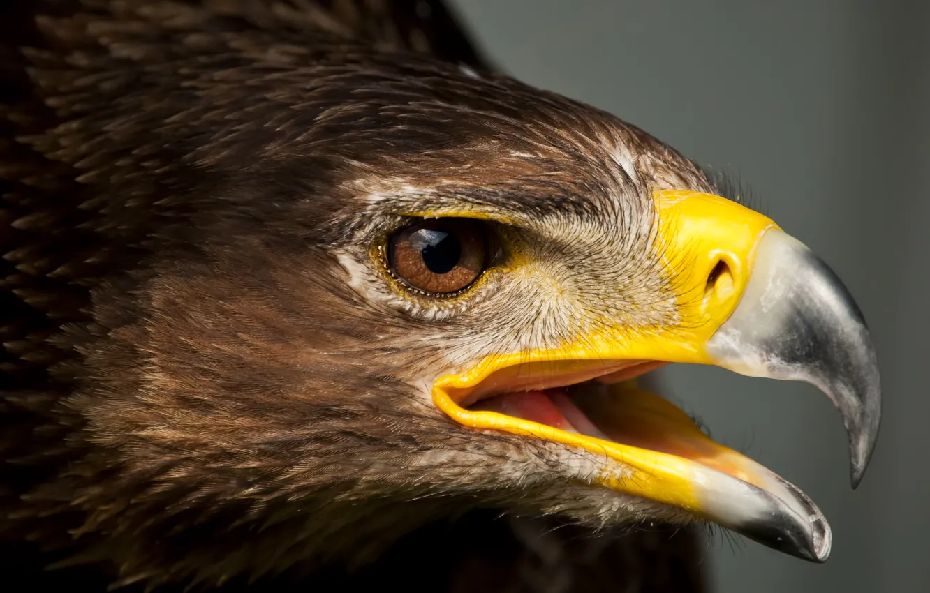 Photo wallpaper bird, eagle, predator, head, feathers, beak