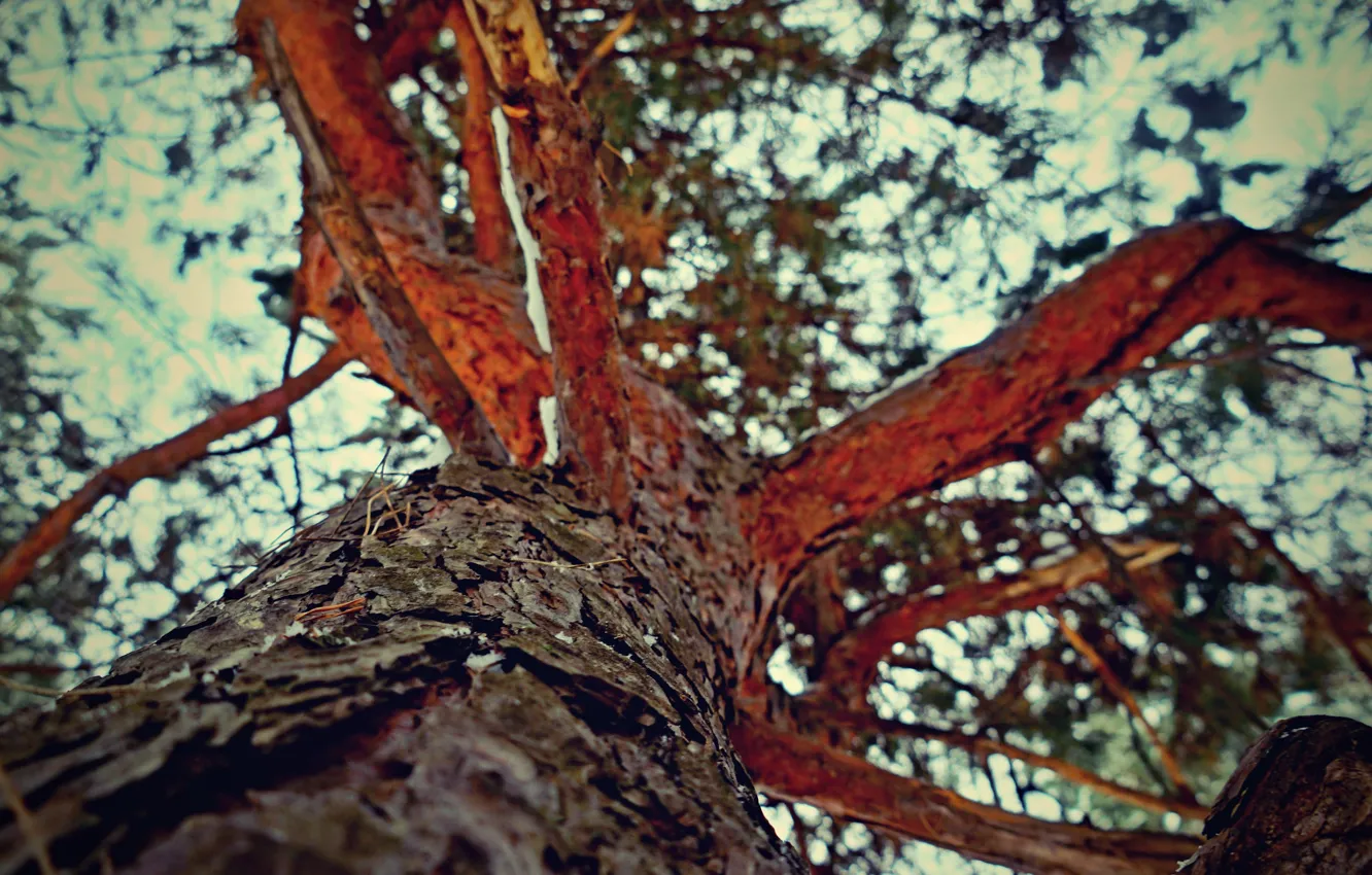 Photo wallpaper forest, the sky, the sun, trees, landscape, nature, tree, spruce